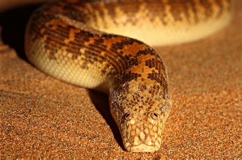 Arabian sand boa for sale - Buy Brazilian Rainbow Boas for sale online. Purchase these beautiful exotic reptiles that are eating regularly. Reptile packages and shipments are covered by our Live Arrival Guarantee and Health Guarantee. ... Skinks, Sand Boas: 95-35. Most Pythons, Most Lizards, Turtles/Tortoises: 90-35.